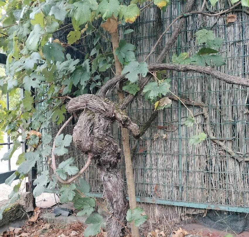 Fattoria Ca'Rossa-贝尔蒂诺罗必去景点