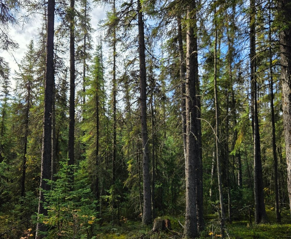 Wedgewood Wildlife Sanctuary-费尔班克斯必去景点