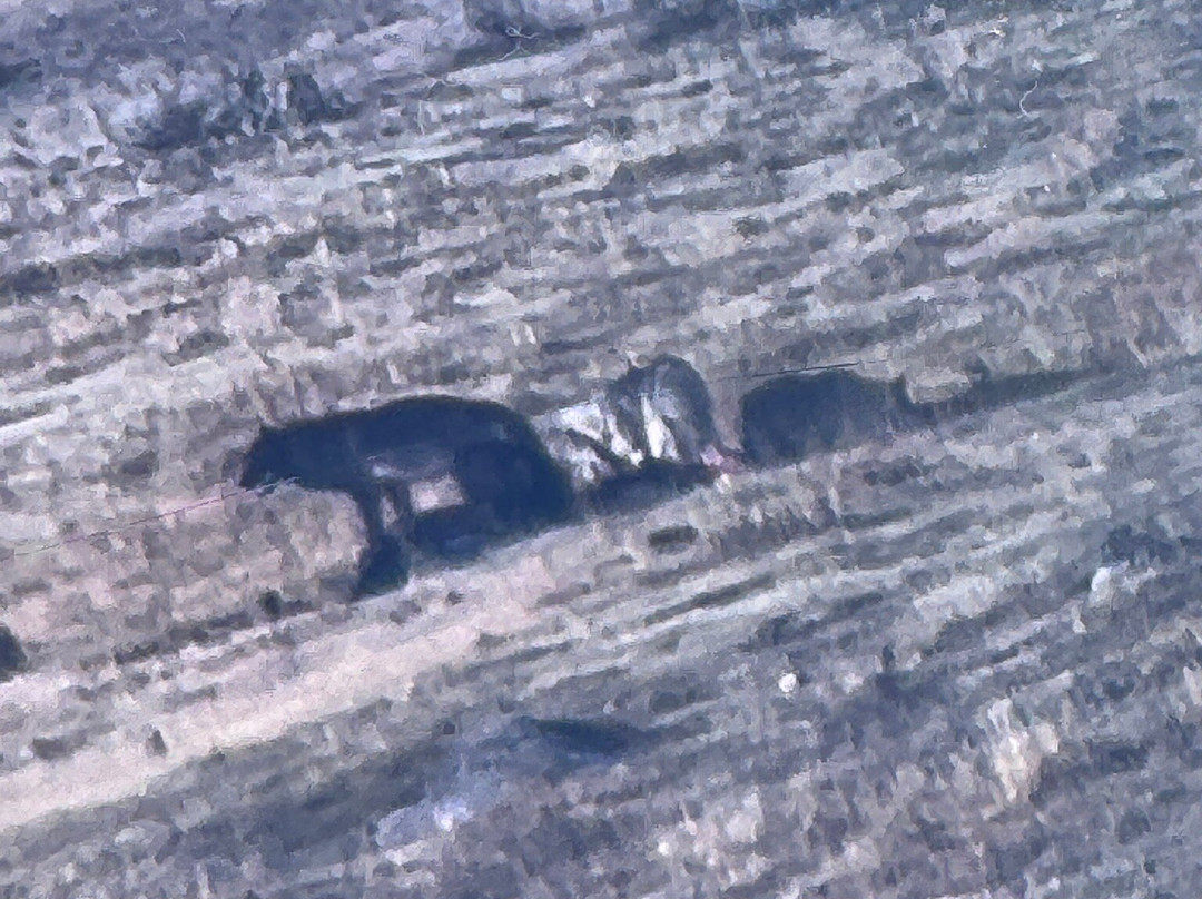 Yellowstone Wolf Tracker-加德纳必去景点