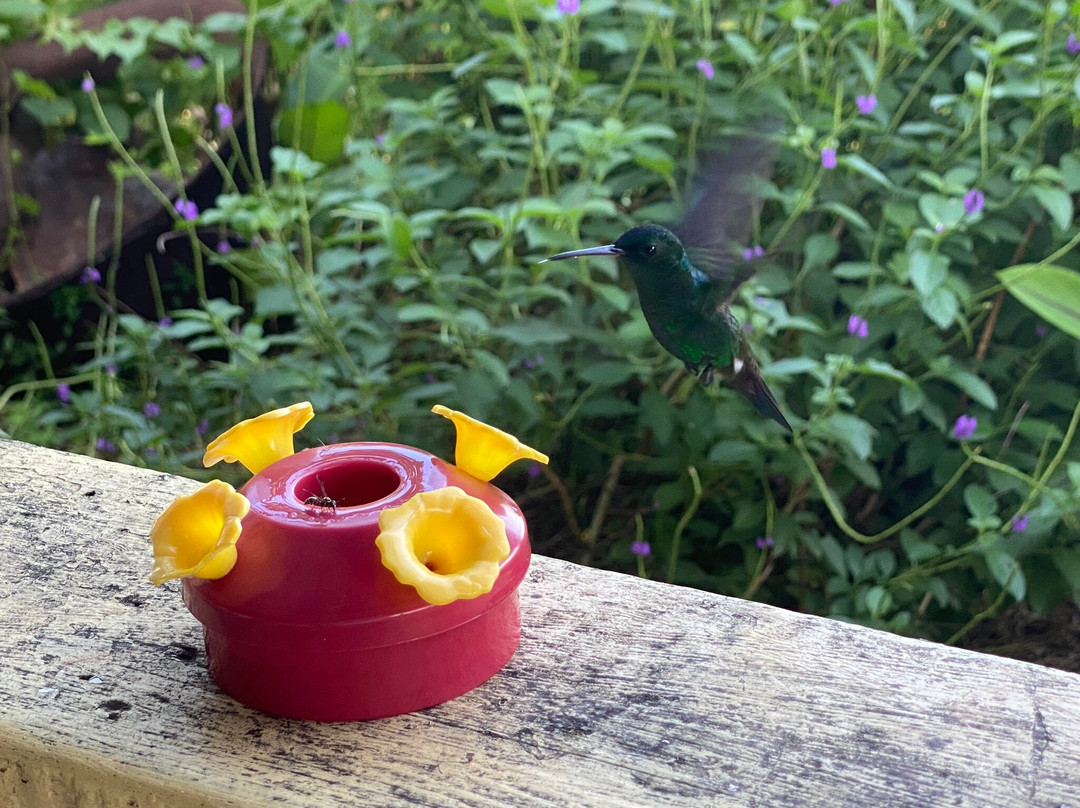 Woody Tours Tobago-Mason Hall必去景点