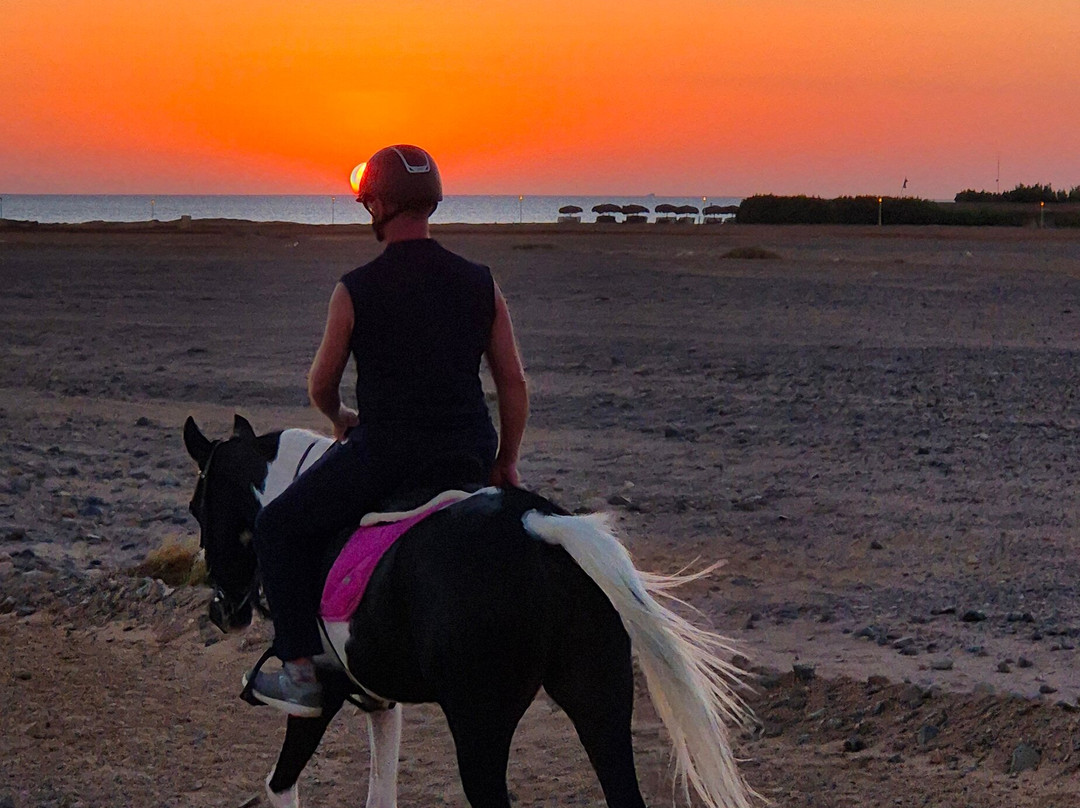 Habiba Horse-艾高娜必去景点