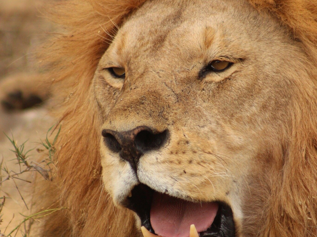 Zara Tanzania Adventures-莫西必去景点