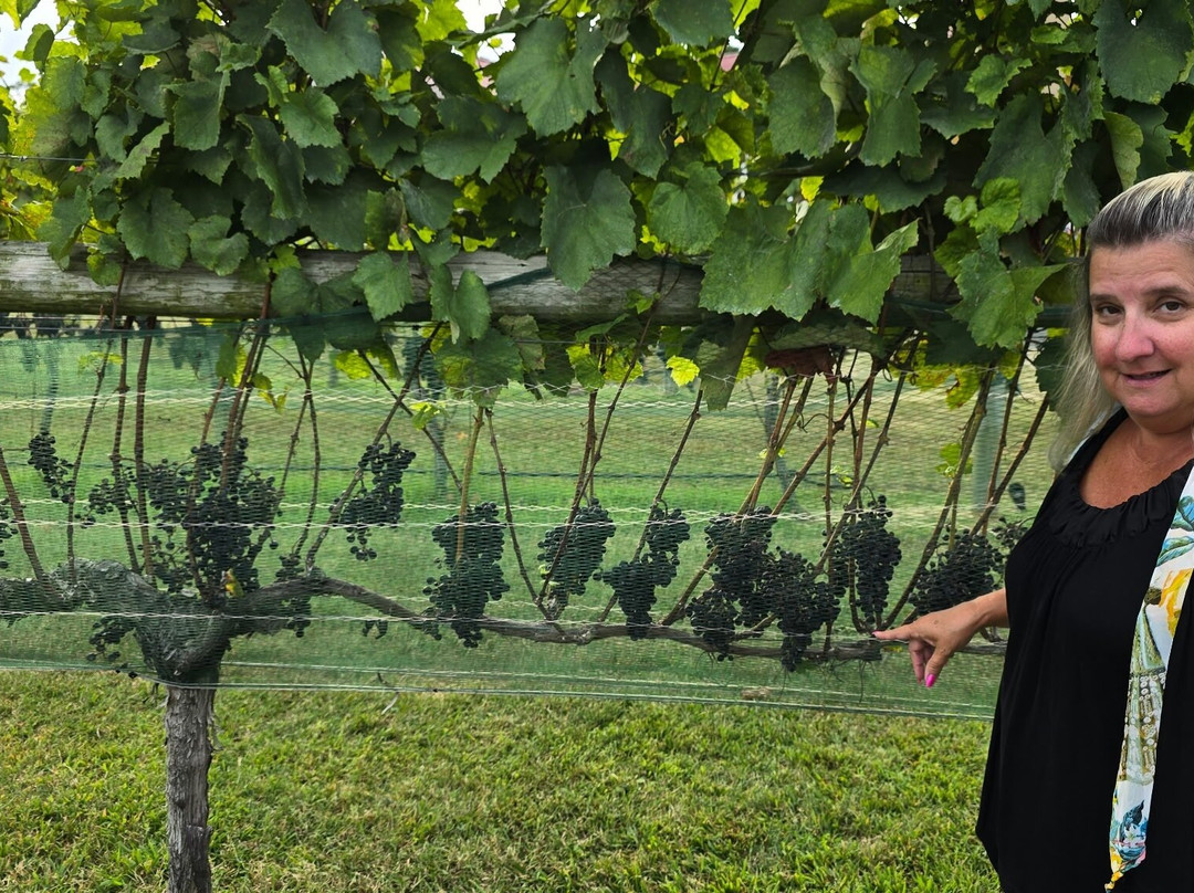 Willow Creek Winery-开普梅必去景点