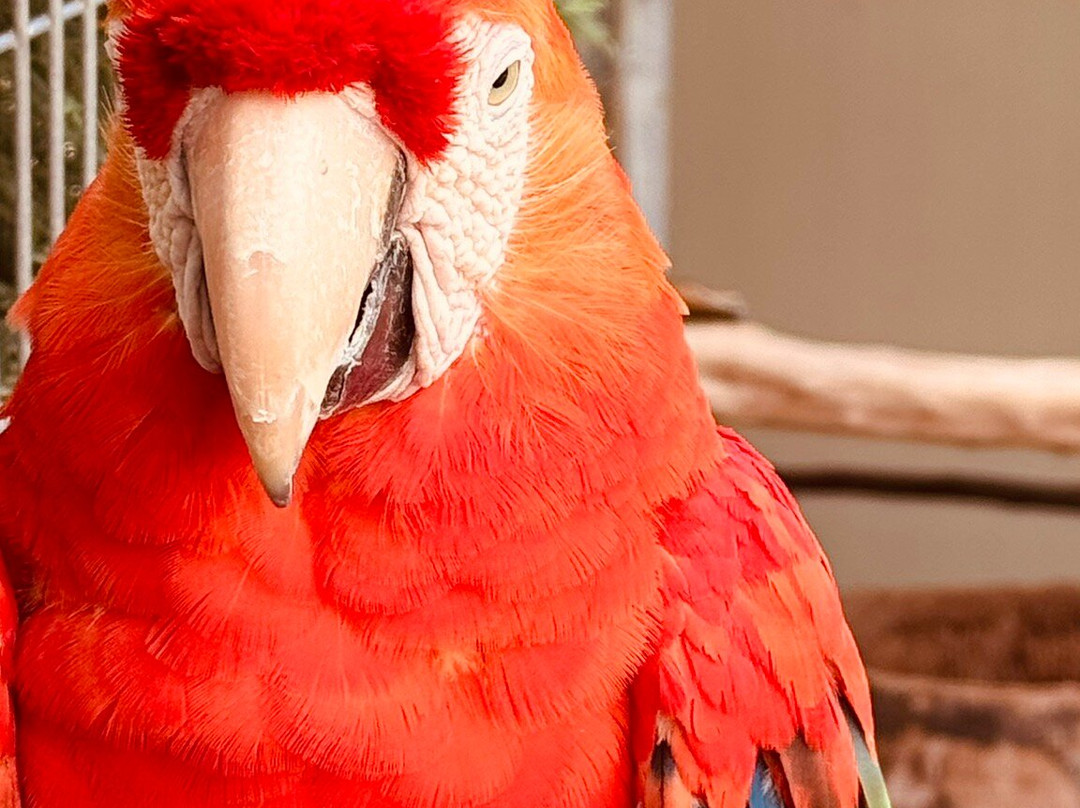 Ilha das Aves-Campanario必去景点