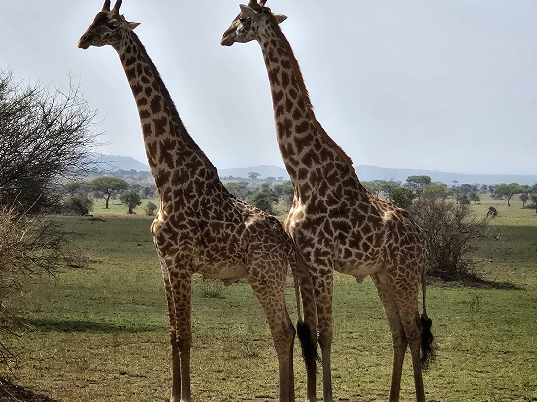 Shanjoy Tours and Safaris-Kikuyu必去景点