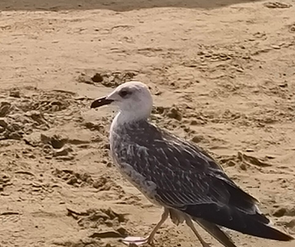 Spiaggia di Portonuovo-维耶斯泰必去景点