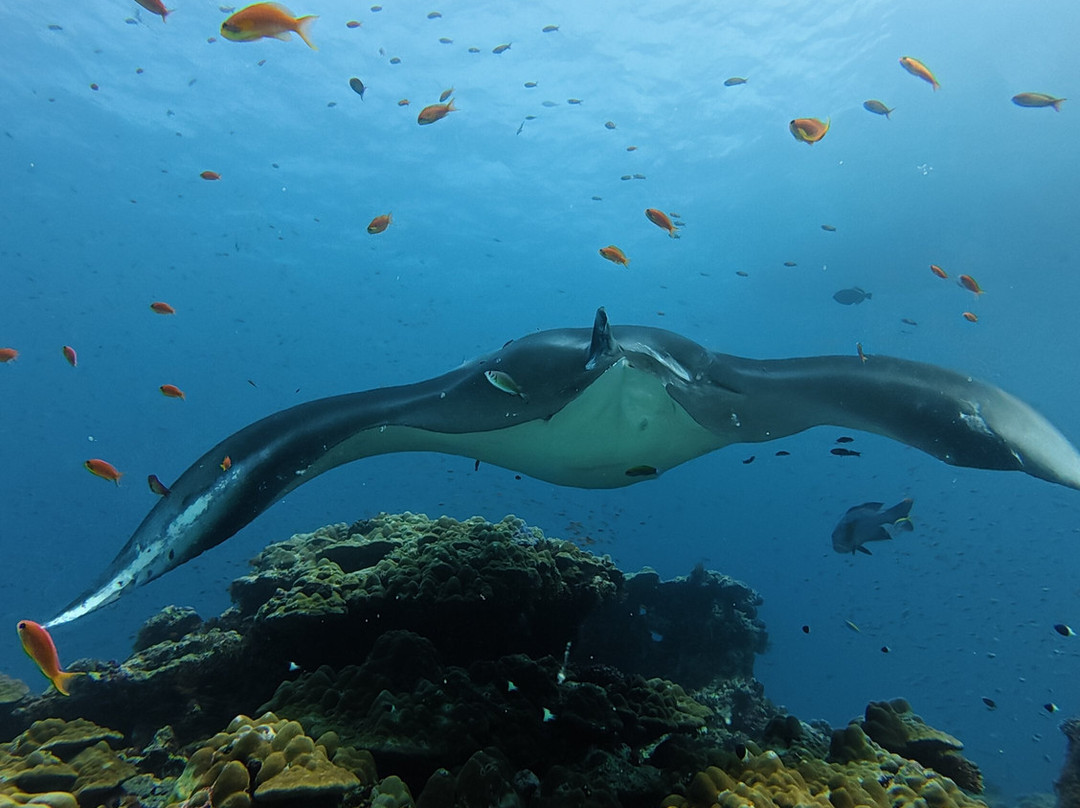 Dive Club Furaveri-Furaveri必去景点