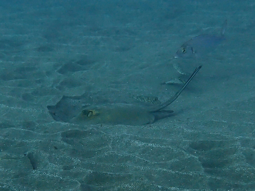Centro de Buceo Margullar Diving-大加那利岛拉斯帕尔马斯必去景点