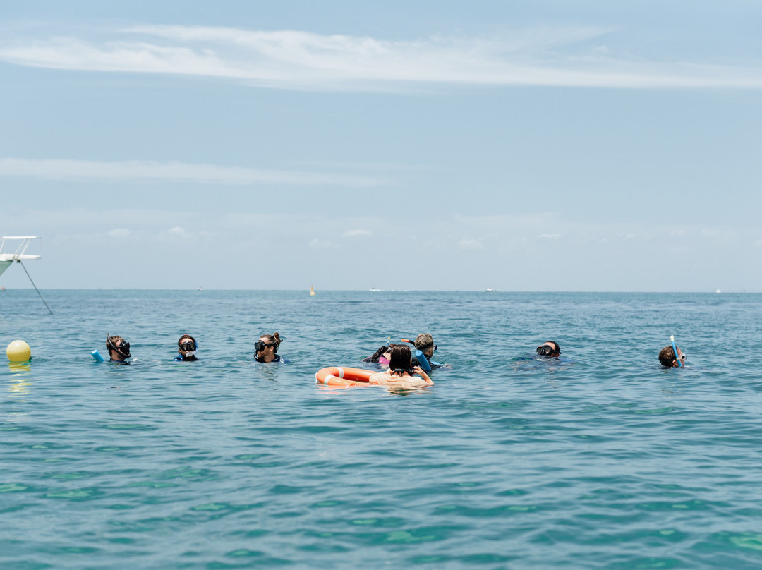 Dolphin Wild Island Cruises-布里斯班必去景点