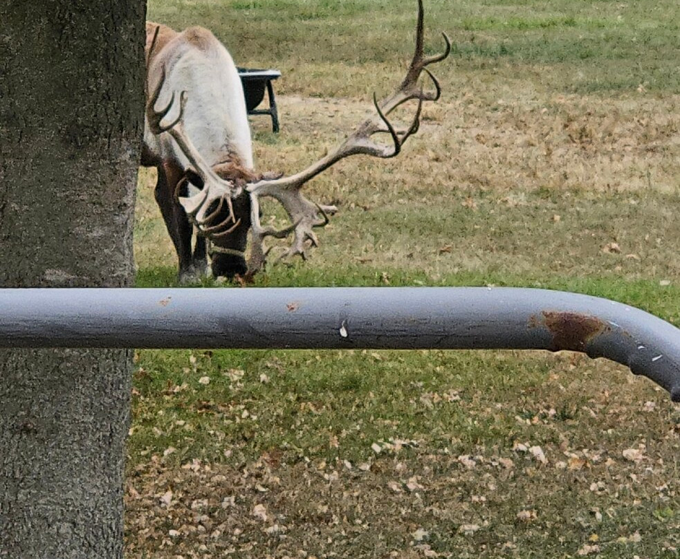 Hardy's Reindeer Ranch-Rantoul必去景点