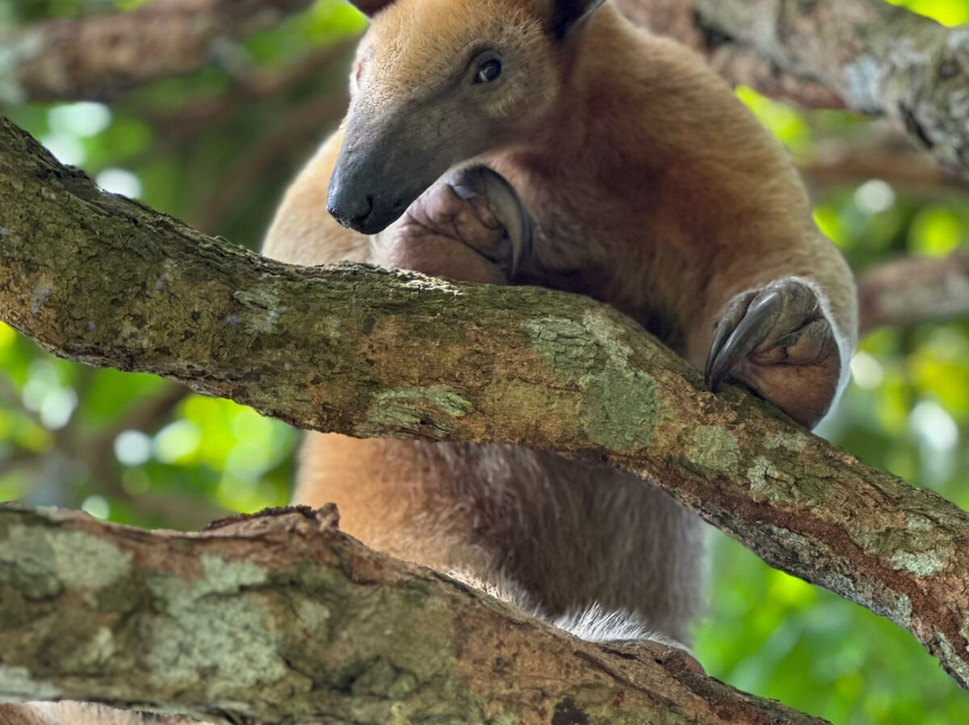 Cunaguaro Travel-Yopal必去景点
