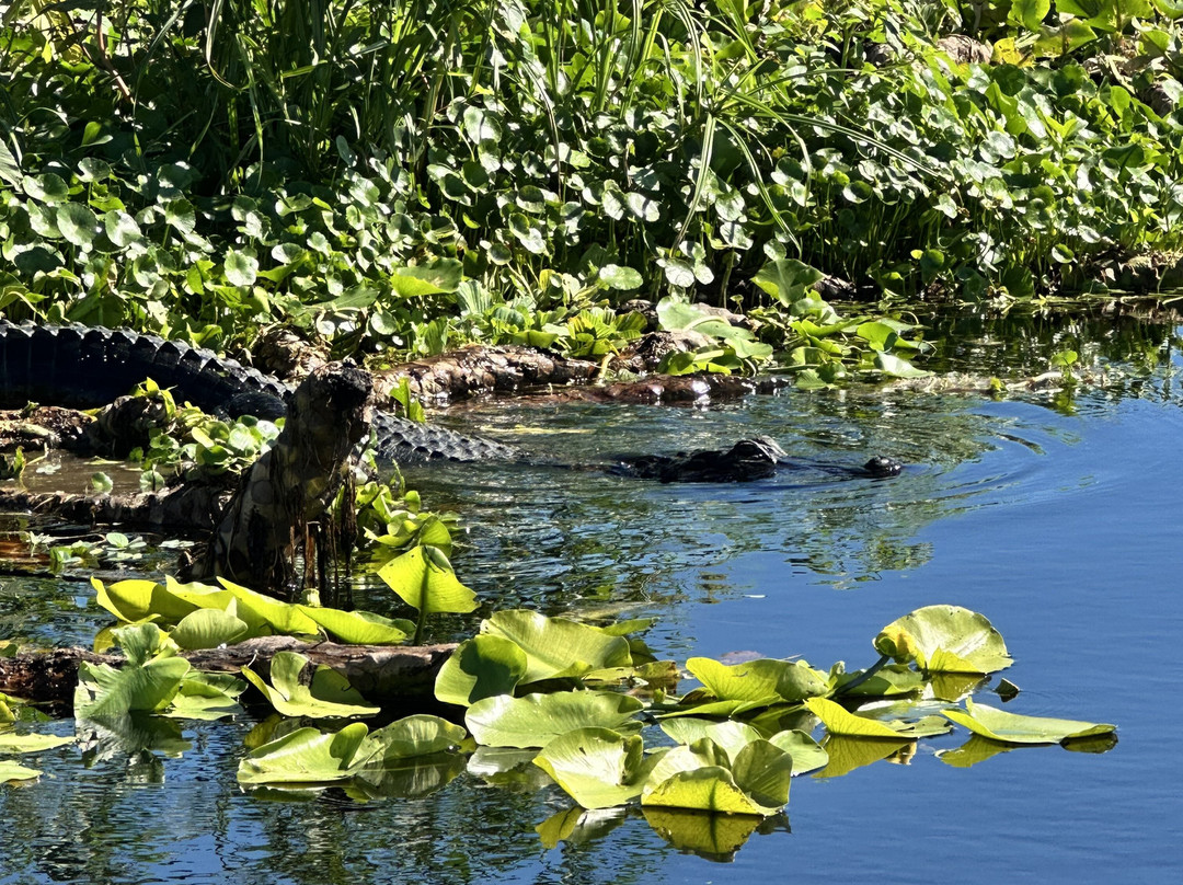 Airboat And Gator Charters-De Leon Springs必去景点