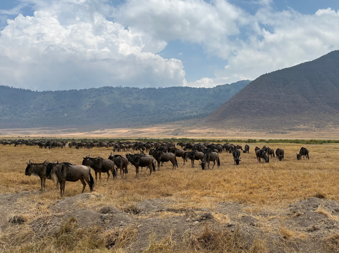 Makasa Tanzania Safaris-莫西必去景点