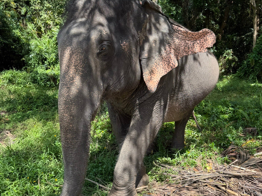 I Love Elephant Samui-Na Mueang必去景点