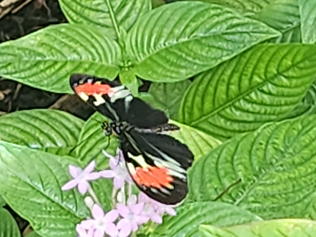 Butterfly World-Coconut Creek必去景点