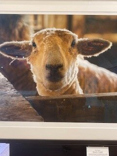 Focus, A Vermont Gallery-伍德斯托克必去景点