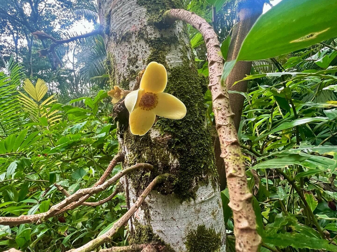 Surf With Amigas - Costa Rica-果菲托必去景点