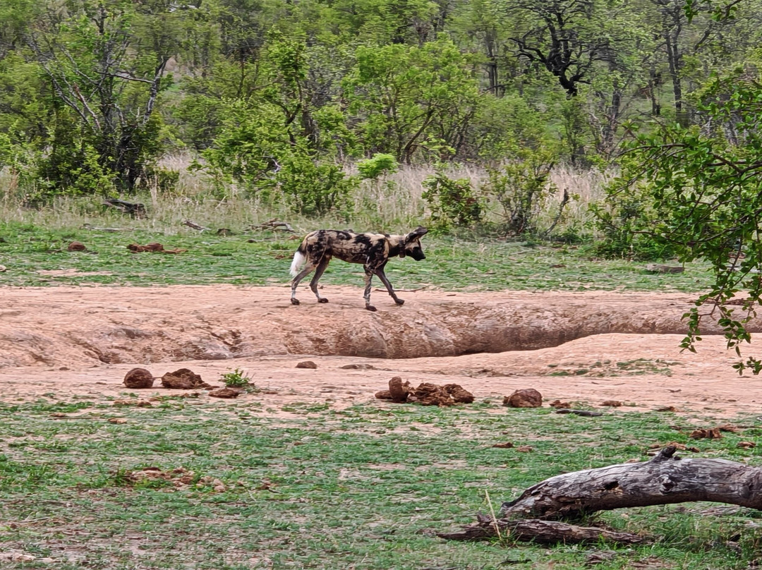 Bushmans Trail-克鲁格国家公园必去景点