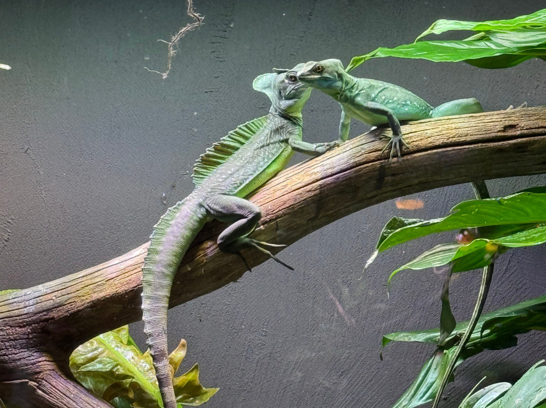 Neotropica, Postojna, Slovenia-波斯托伊纳必去景点
