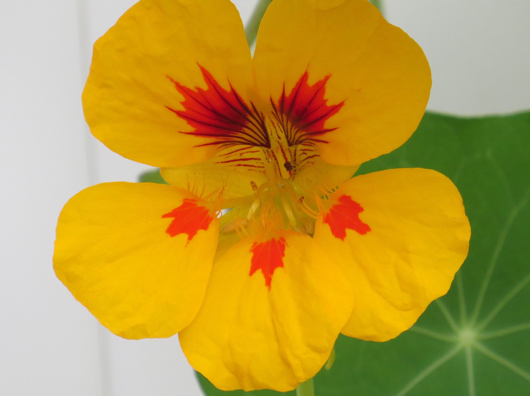 The Frelinghuysen Arboretum-莫里斯敦必去景点