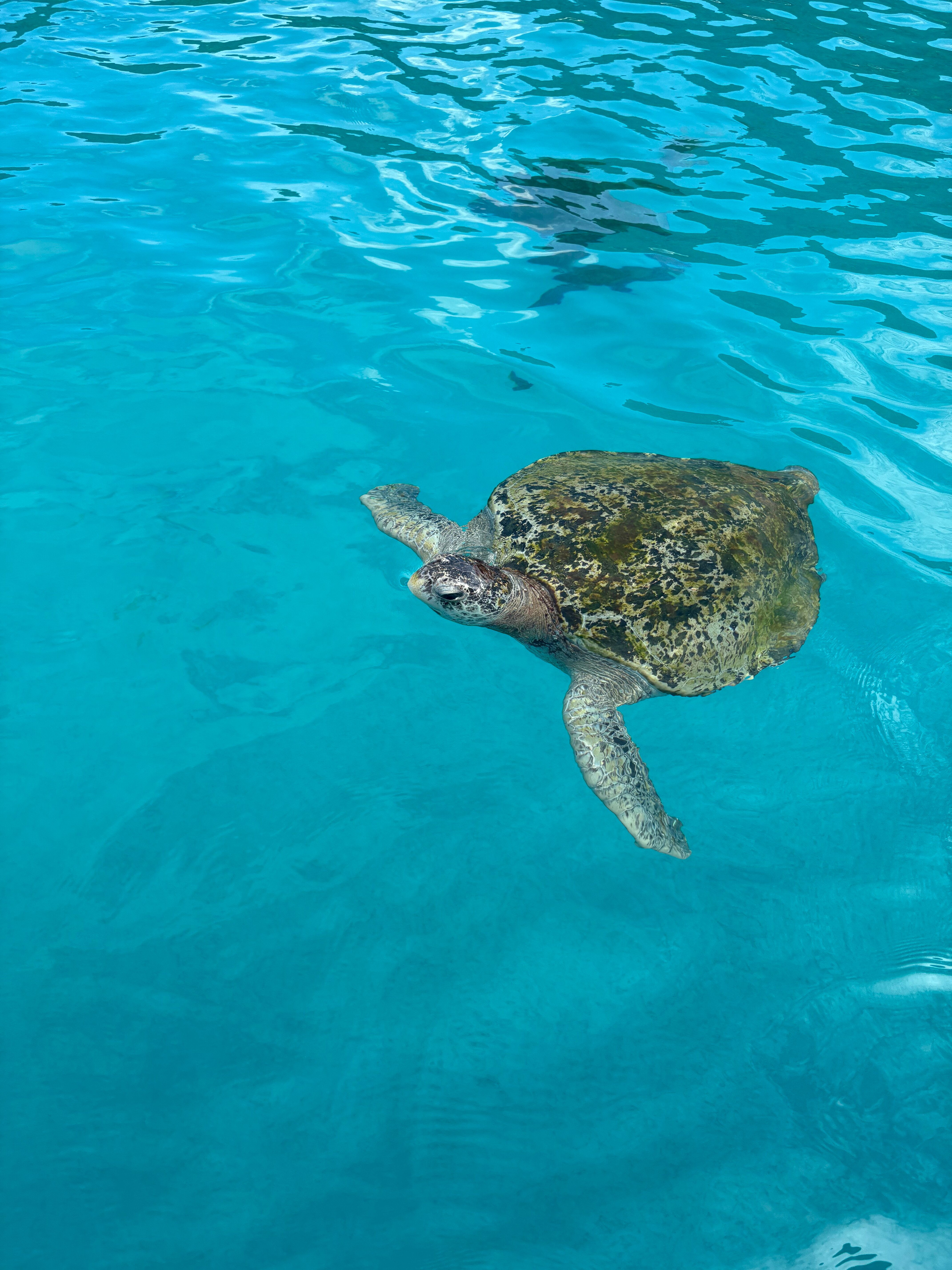 塔拉斯海滩Spa度假酒店-泳池