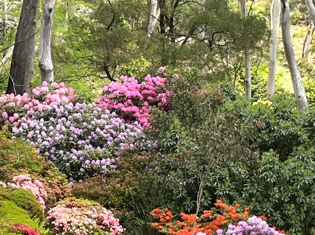 The Campbell Rhododendron Gardens-布莱克希思必去景点