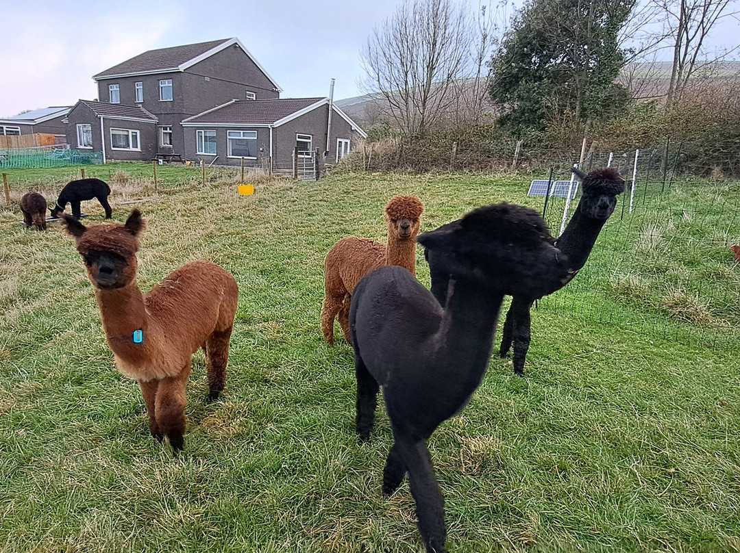 Fedwen Farm-Cwmafan必去景点