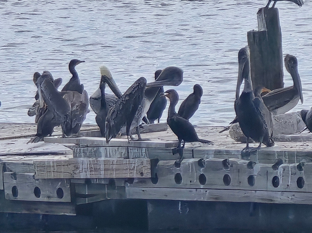 Paradise Boat Tours-Bradenton Beach必去景点
