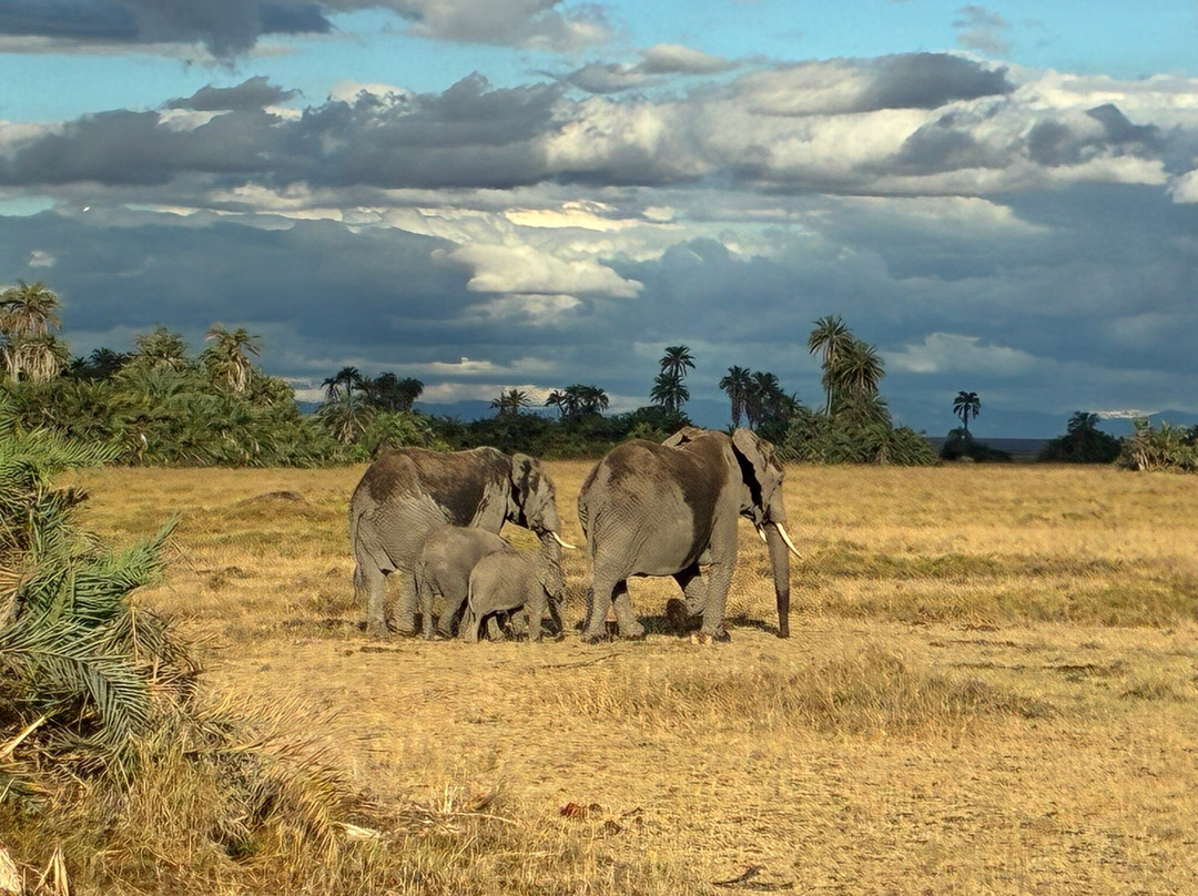Safari In Kenya Con Samba-瓦塔木必去景点