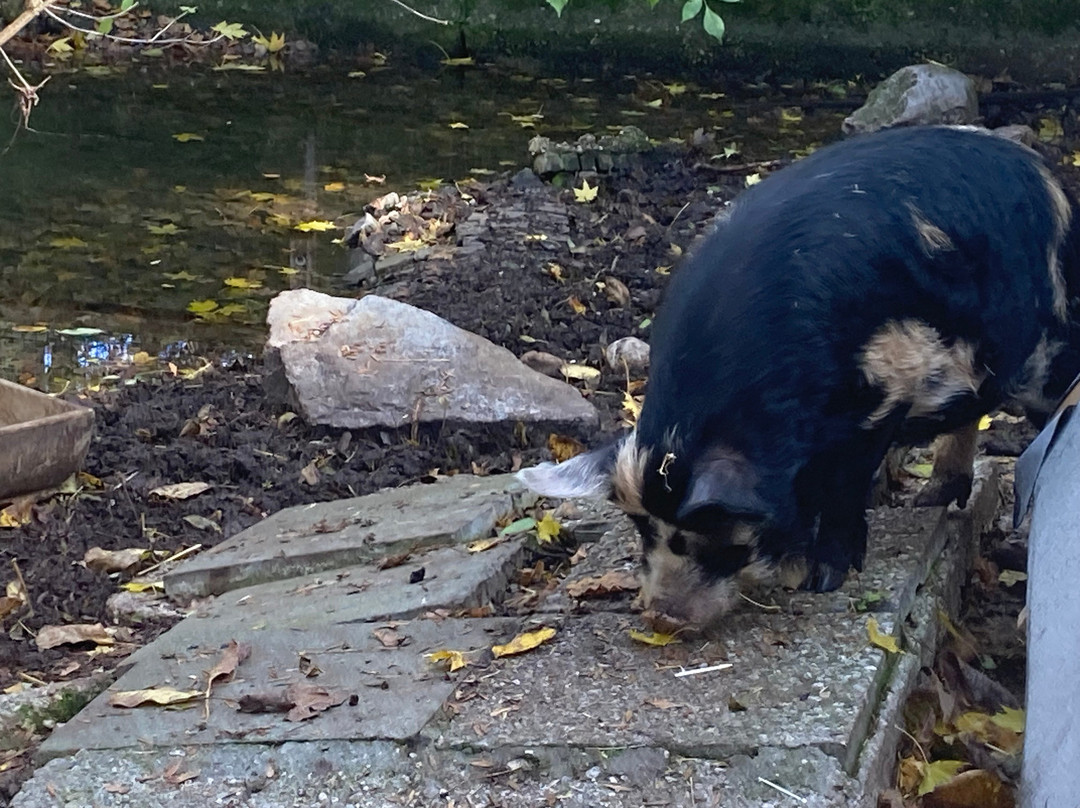 Tiergarten-韦尔斯必去景点