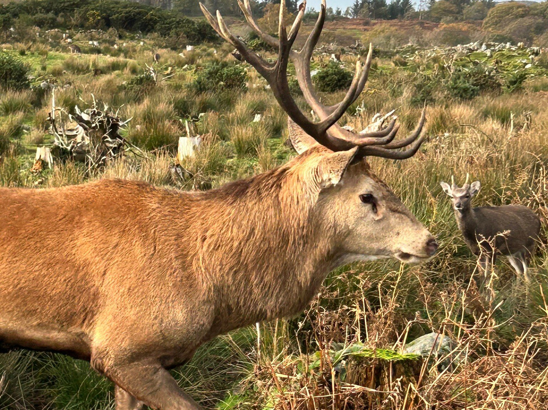 Bainloch Deer Park-Dalbeattie必去景点
