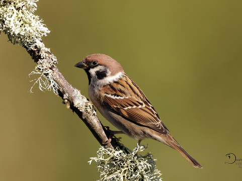 Wildlife Dreams-雾观必去景点