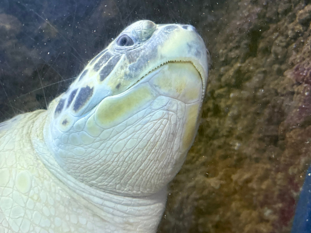 SEA LIFE Hunstanton-Hunstanton必去景点