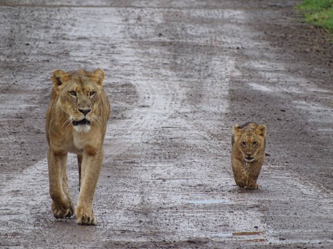 SunUp Adventures-内罗毕必去景点