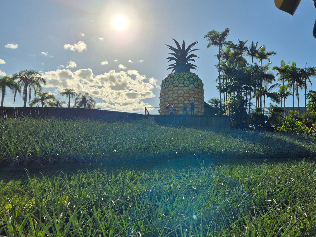 The Big Pineapple-Nambour必去景点