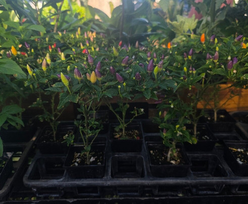 Kaka'ako Farmer's Market-火奴鲁鲁必去景点