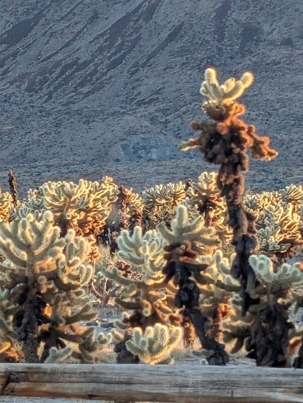 Joshua Tree National Park-约书亚树必去景点