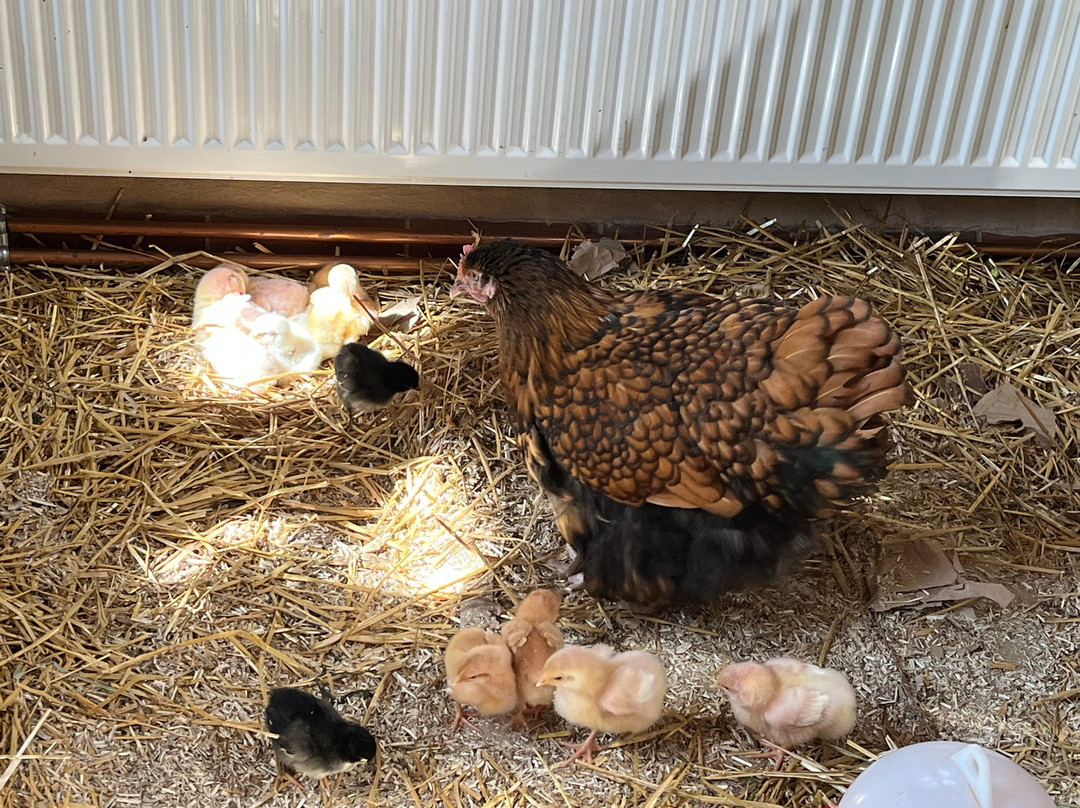 Bureau D'information Touristique De Turckheim-图克汉必去景点