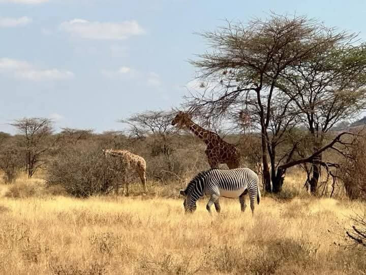 Samburu National Reserve-内罗毕必去景点