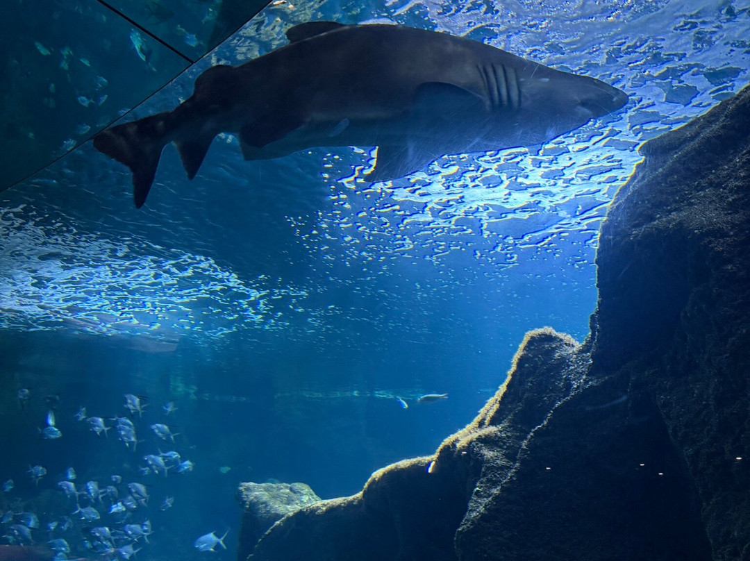 Aquarium La Rochelle-拉罗谢尔必去景点