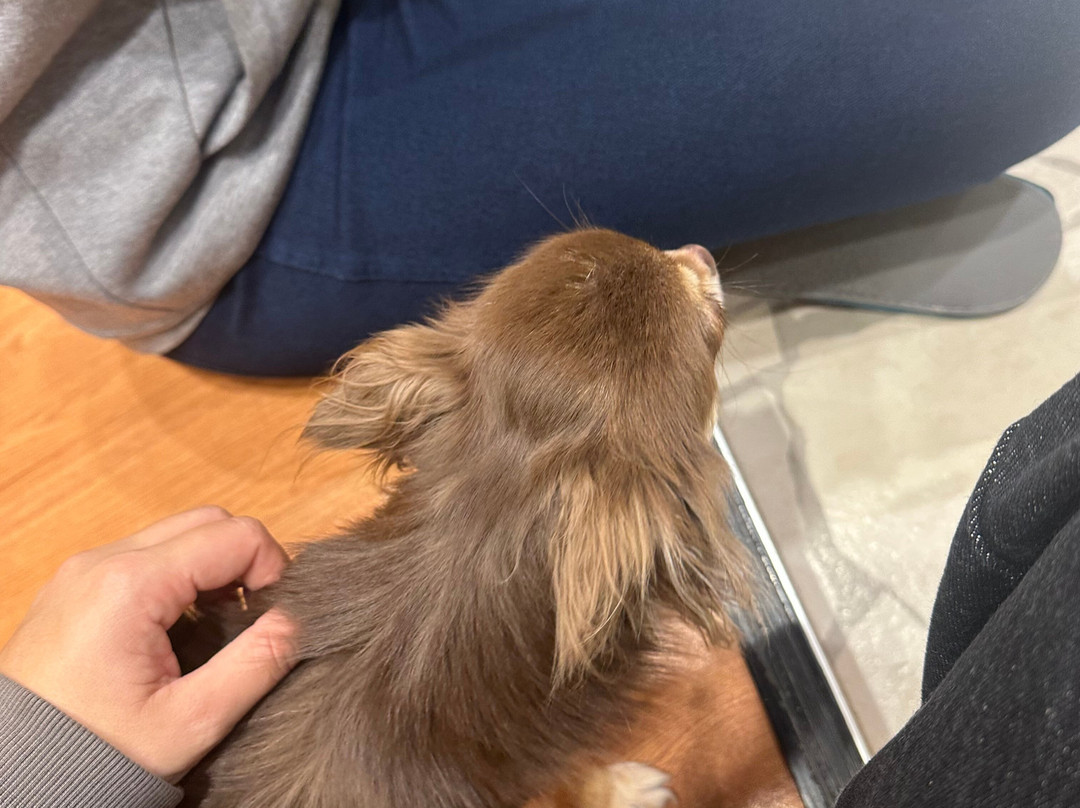 Dog Cafe Rio Shimokitazawa-世田谷区必去景点