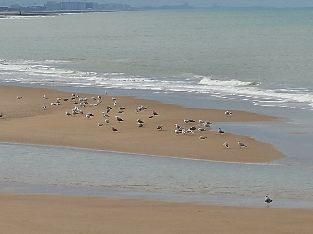 Plage d'Ostende-奥斯坦德必去景点