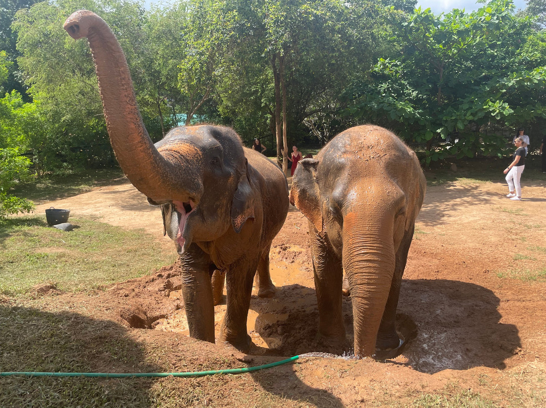 Samui Elephant Sanctuary-波普特必去景点