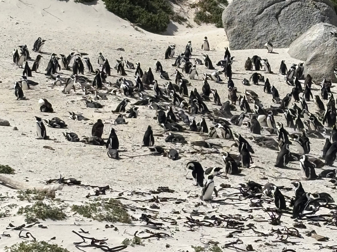 Ilios Travel-开普敦中心区必去景点