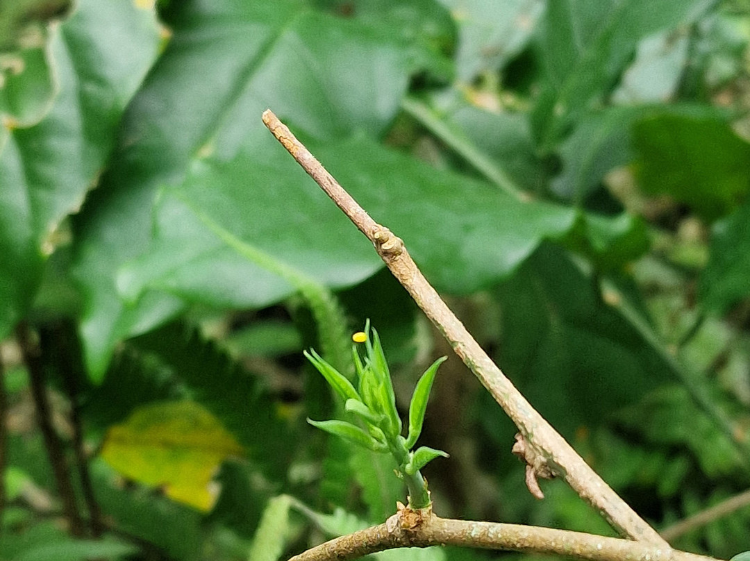 Royal Butterflies-哈科必去景点