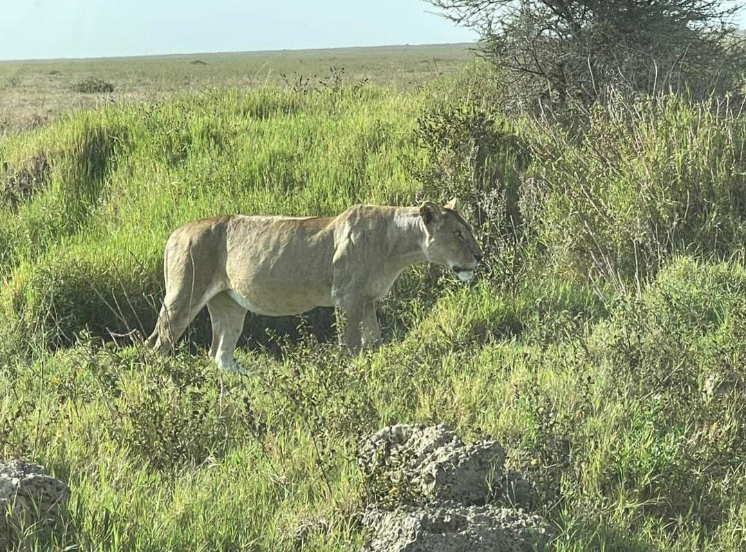 Seven Wonders Safaris-Usa River必去景点