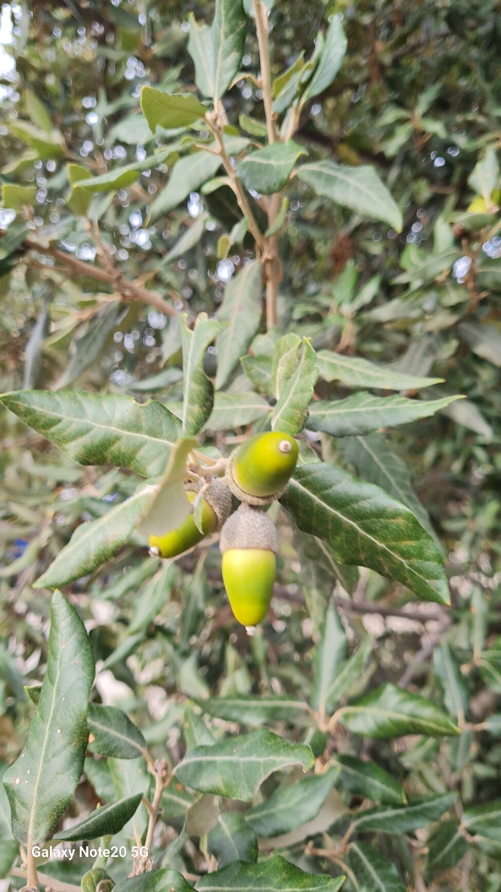 Tenuta Sant'Ilario-官方