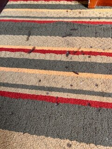 Super 8 by Wyndham Champaign主图