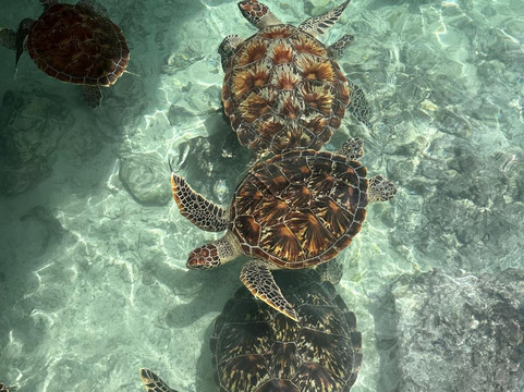 Choum Tours & Safari-桑给巴尔岛必去景点