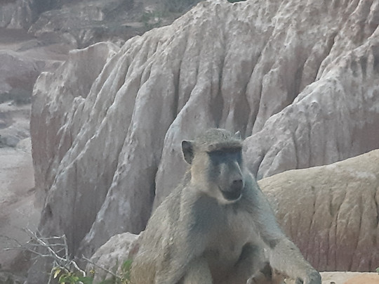 Black Elephanti Safaris-瓦塔木必去景点